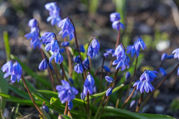 Spring flower Scilla Siberica in the spring garden