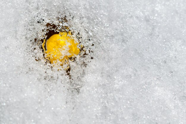 Photo spring flower in snow germany