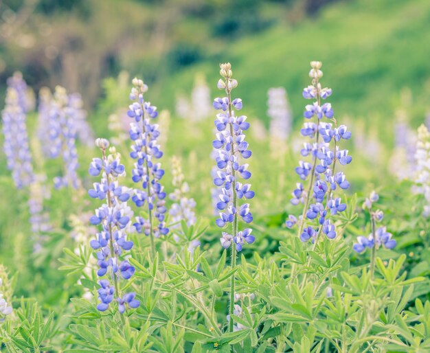 Spring flower  surface