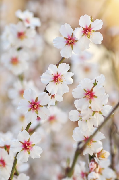 Fiore di primavera sull'albero elemento di design