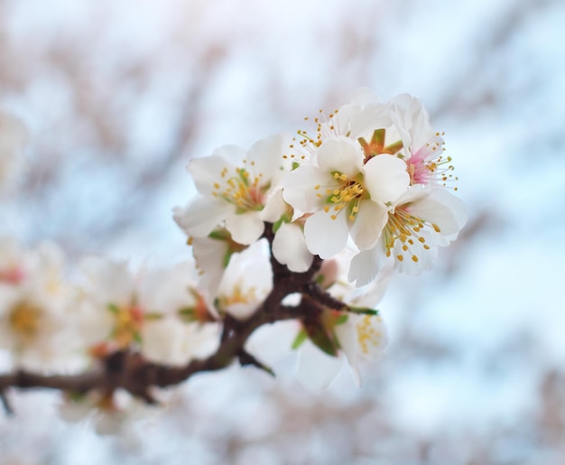 木の春の花デザインの要素