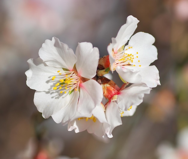 木の春の花デザインの要素