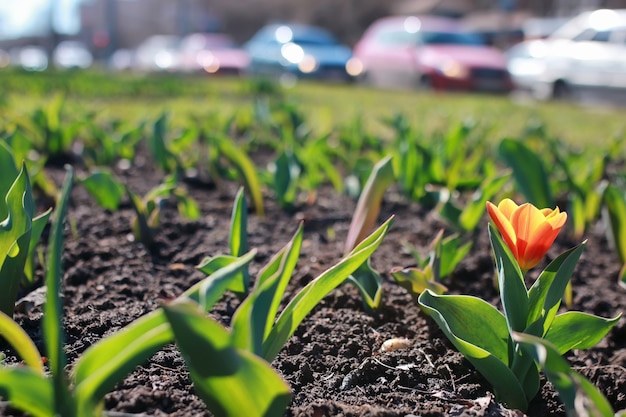 Spring flower tulip on ground