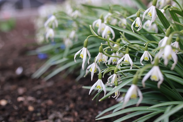 Spring flower white