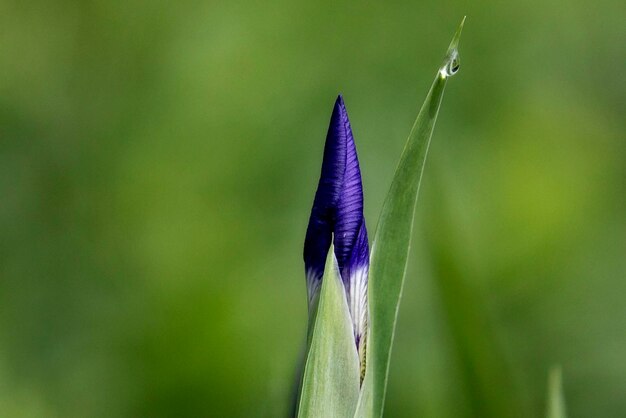 Foto fiore di primavera