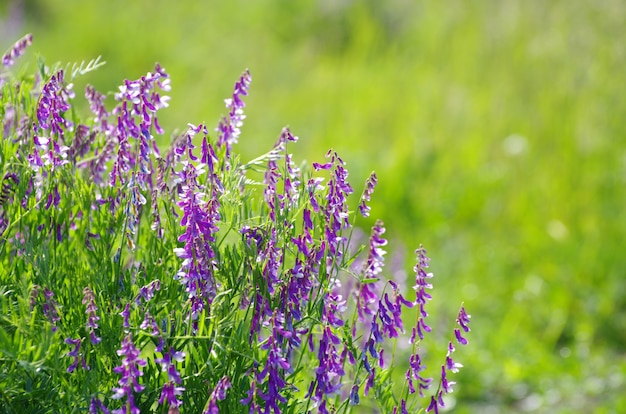 spring flower