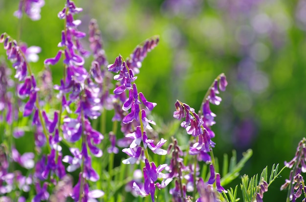 Spring flower