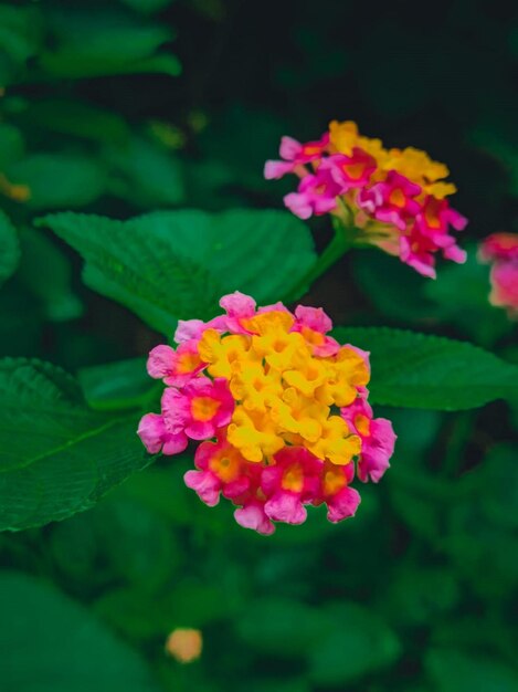 사진 봄 꽃
