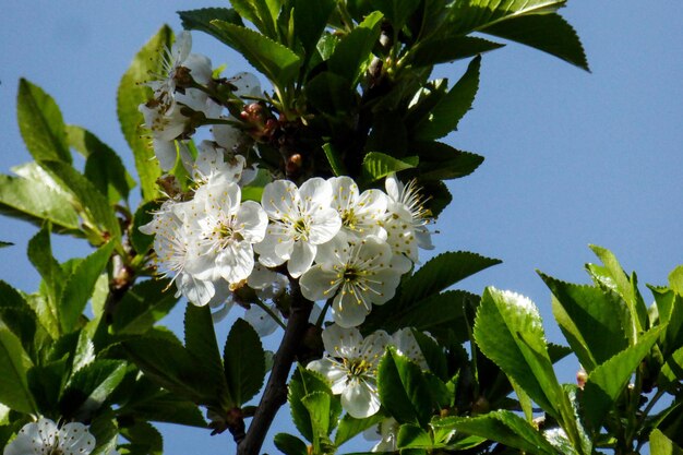 Spring flower