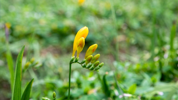 春の花壇に咲く黄色いフリージア