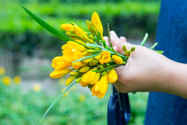 春の花壇に咲く黄色いフリージア