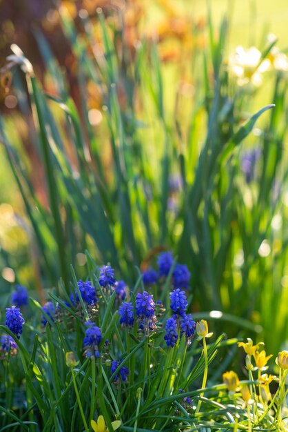 Spring flowerbed with flowers at sunset