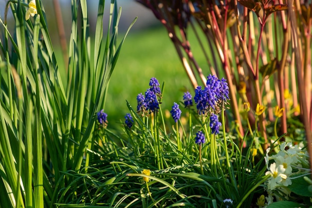 Spring flowerbed with flowers at sunset