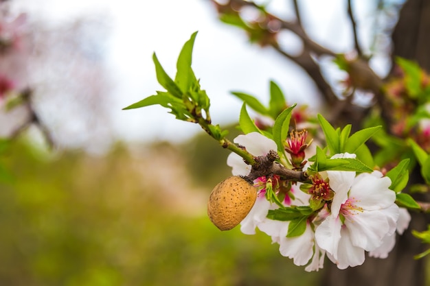 春の開花アーモンドの枝の詳細