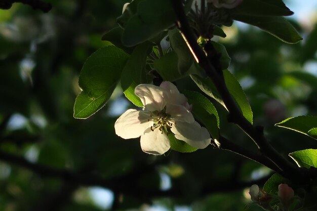 spring flowering apple tree with white flowers and green leaves