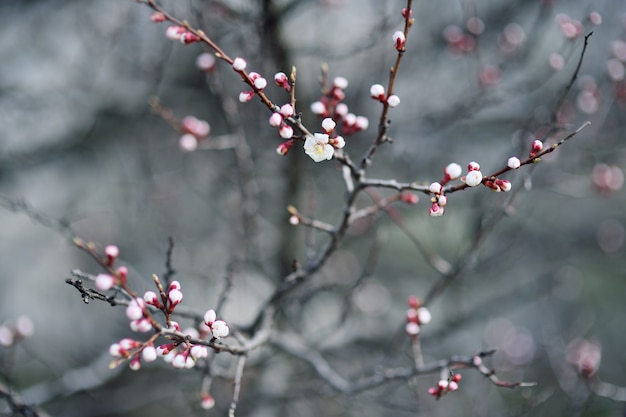 春開花アンズのクローズアップ。