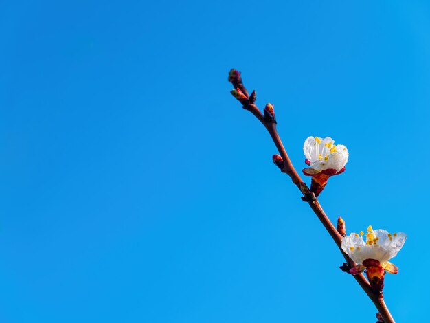 Spring flowering of the apricot fruit tree against the blue sky