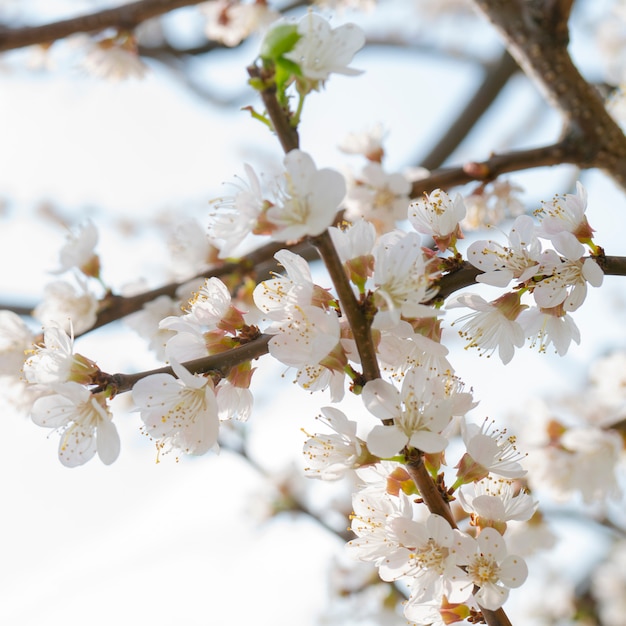 アンズの木の春開花
