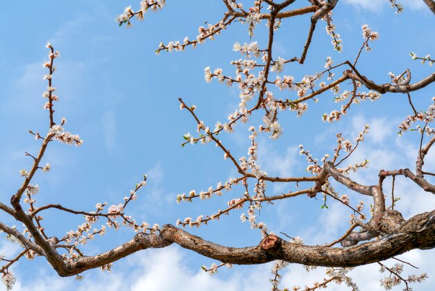 アンズの木の春開花