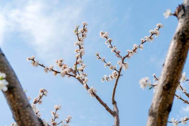 アンズの木の春開花