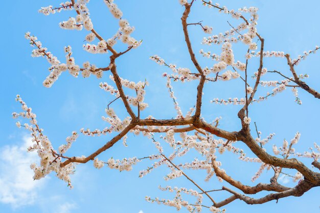 Spring flowering of apricot tree