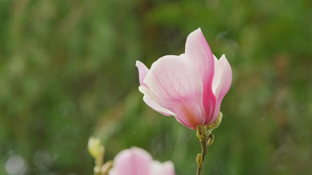 Spring flowering beautiful blooming pink magnolia tree on spring day close up