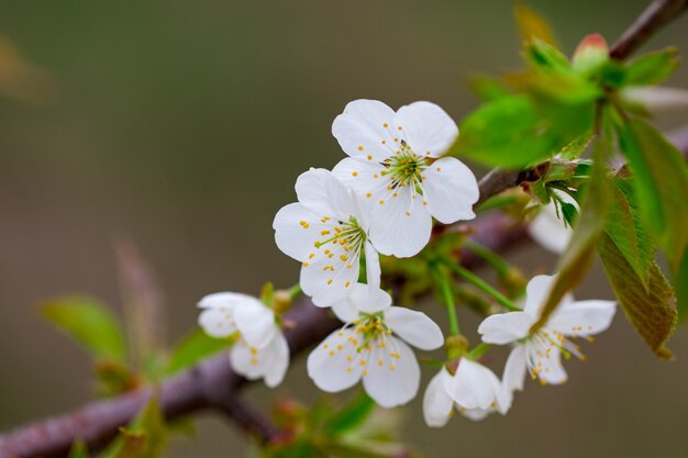 A spring Flowering branch against the blue sky backgrounds.