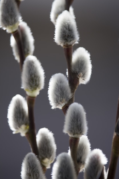 Photo spring flowering branches of willow