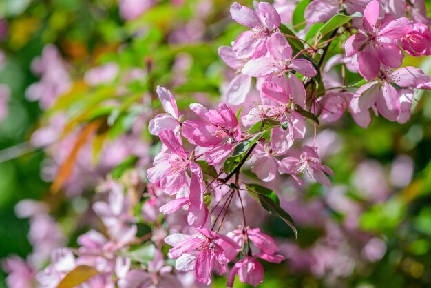 Spring flowering cherry tree