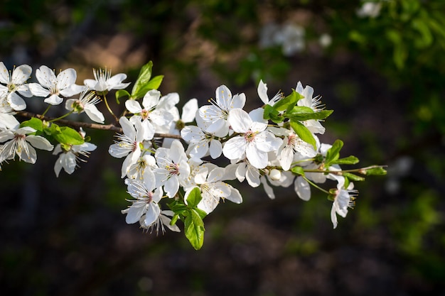 春開花桜、白い花