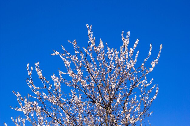 Spring flowering cherry with white flowers around a blue sky