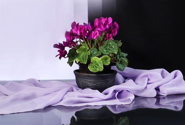 Photo spring flowering of cyclamen on a pastel black background next to a light scarf