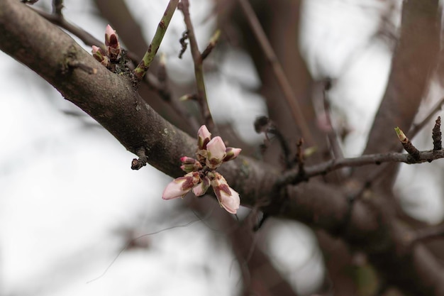 木の上の花の春の開花、白い花