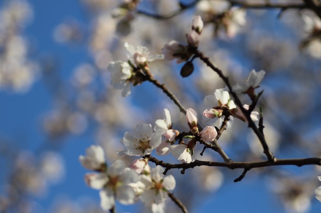 木の上の花の春の開花白い花