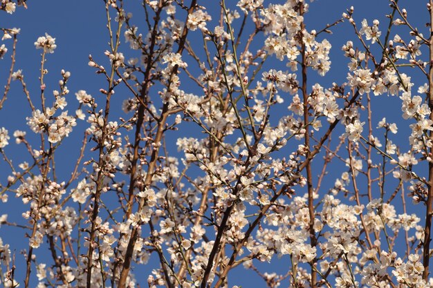 spring flowering of flowers on a tree white flowers