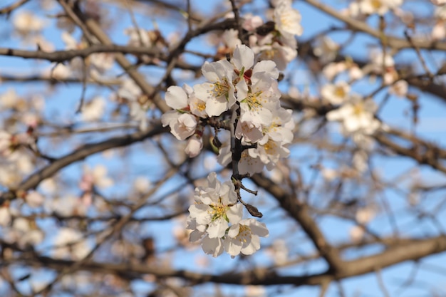 木の上の花の春の開花白い花