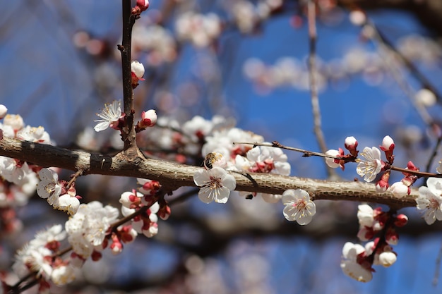 spring flowering of flowers on a tree white flowers