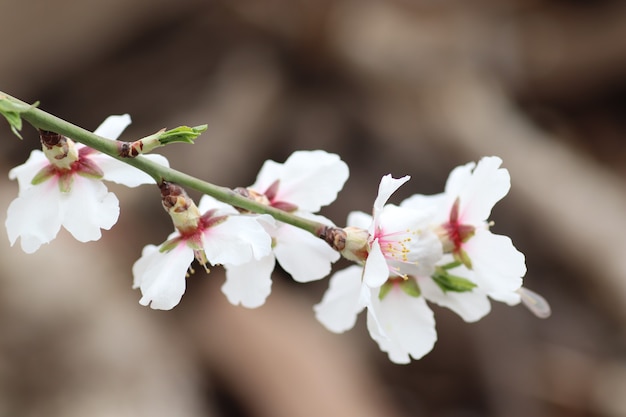 木の上の花の春の開花白い花