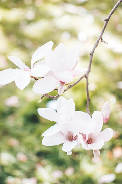 Foto albero di magnolia a fioritura primaverile in pianta ravvicinata