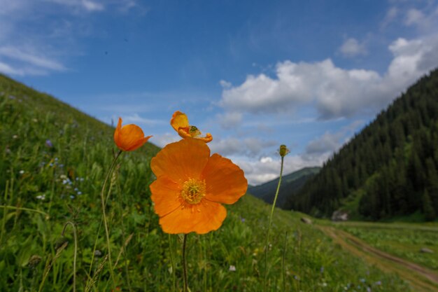 Foto fioritura primaverile delle erbe di montagna in montagna