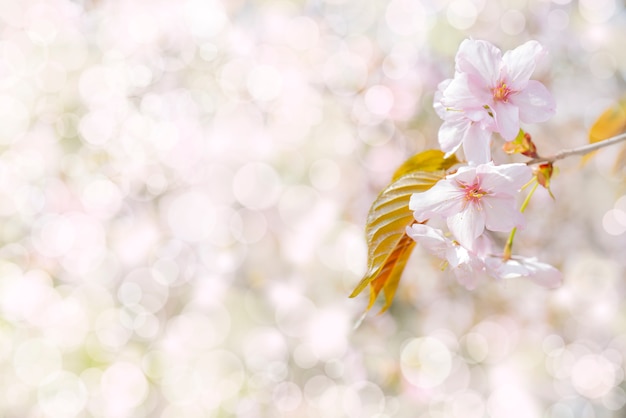 Fioritura primaverile di sakura. sfondo per un biglietto di auguri di matrimonio festivo e invito a nozze.