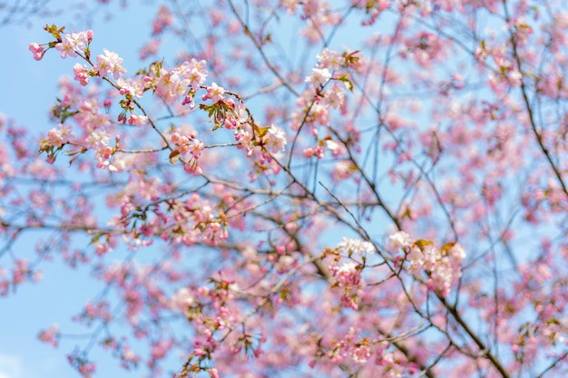 Spring flowering of sakura