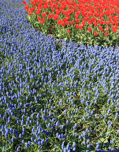 Spring flowering season in urban public park