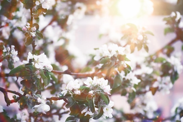 Весеннее цветение на закате Белый цветок на дереве Цветы яблони и вишни