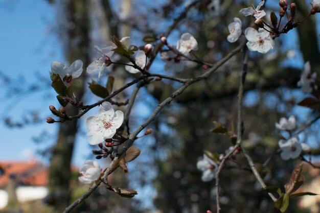 春の花の木