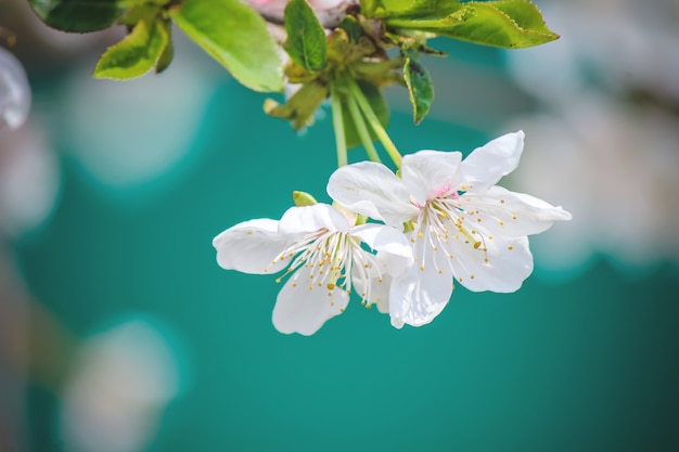 春の花盛りの木。咲く庭。セレクティブフォーカス自然