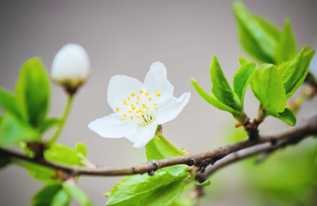 春の花盛りの木。咲く庭。セレクティブフォーカス自然