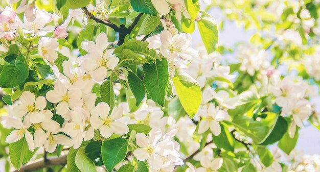 春の花盛りの木。咲く庭。