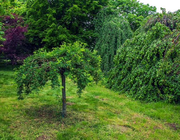 Фото Весеннее цветущее сибирское гороховое дерево или caragana arborescens pendula