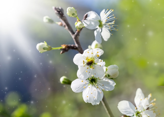 Spring flowering - White flowers of a cherry tree on a spring background.